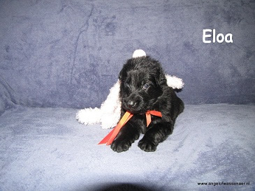 Eloa, zwarte ODH pup, 3 weken jong